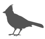bird2